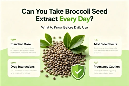 Can You Take Broccoli Seed Extract Every Day?