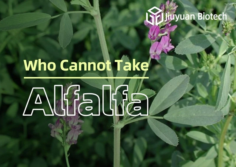 Who Should Not Take Alfalfa? Who Should Not Take Alfalfa?