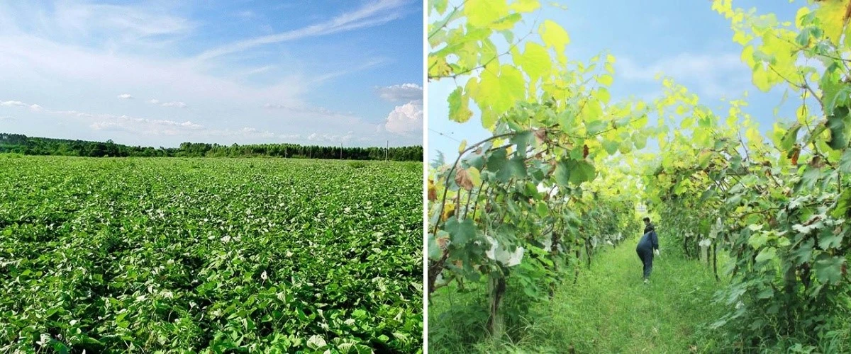 jiuyuan Biortech planting base jiuyuan Biortech planting base