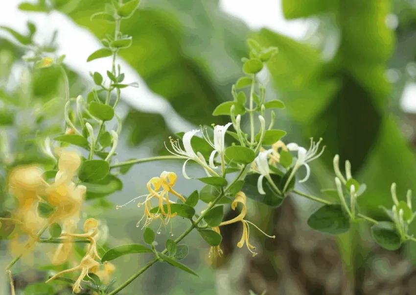 honeysuckle honeysuckle