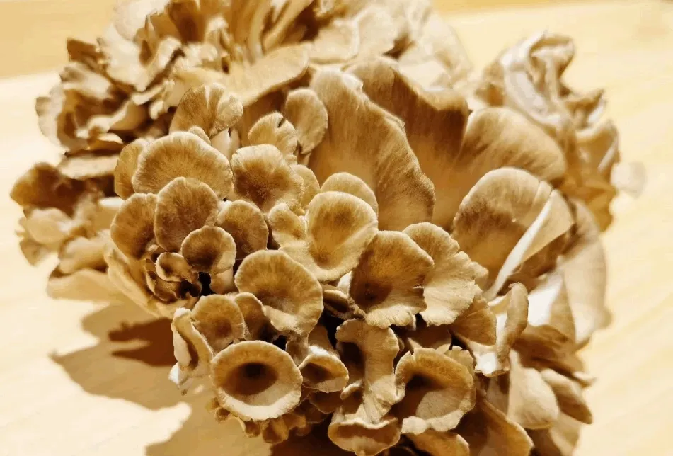 Maitake Mushroom Maitake Mushroom